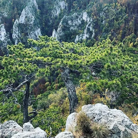Tarski Meda Kaludjerske Bare,tara