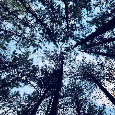 Apartman Tarski Meda Kaludjerske Bare,tara Kremna