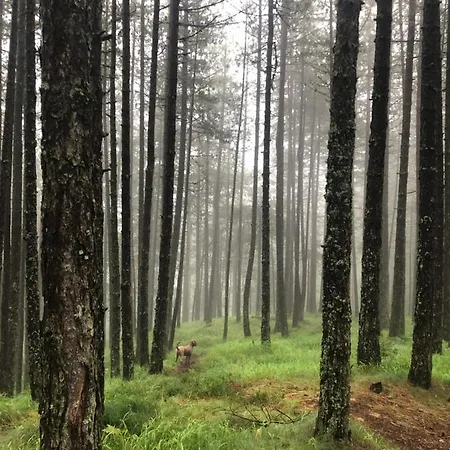 Tarski Meda Kaludjerske Bare,tara *